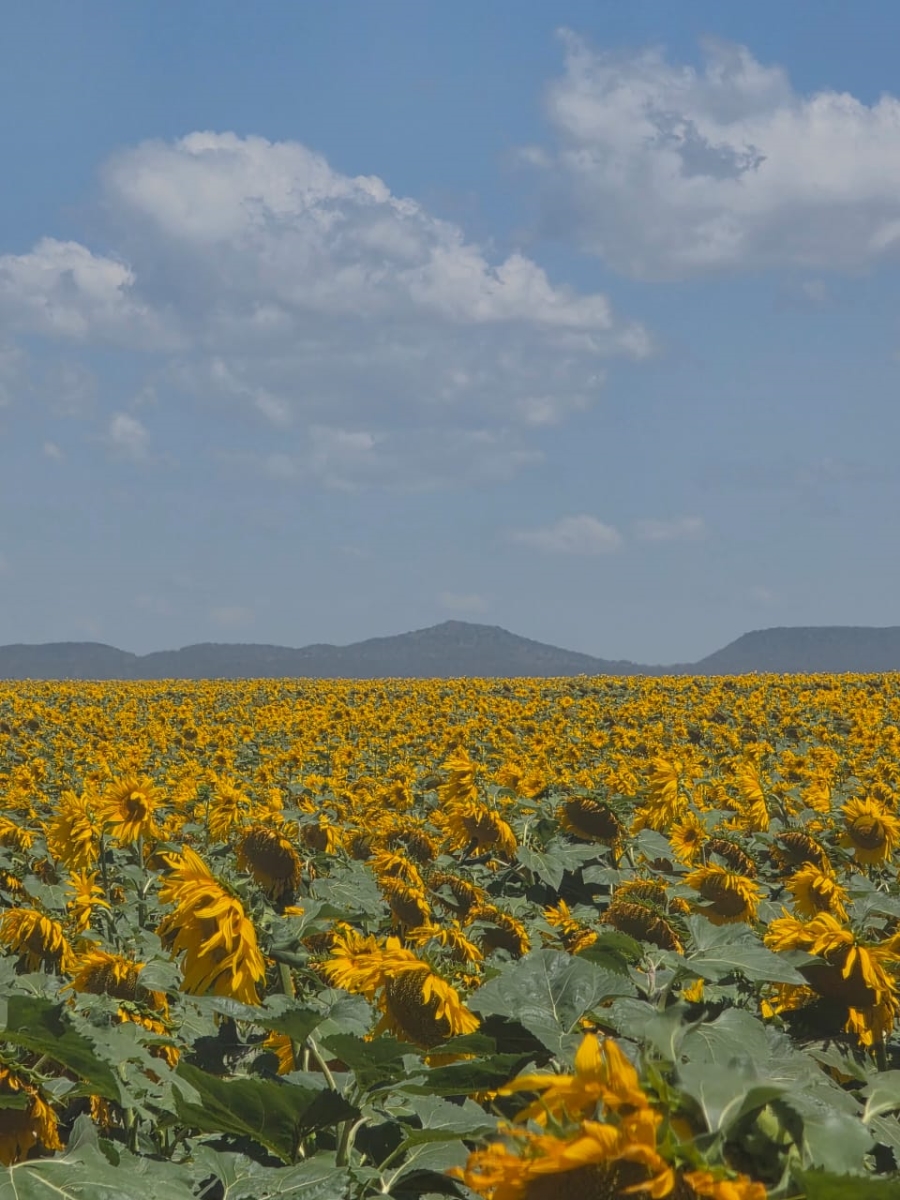 Commercial Property for Sale in Bloemfontein Rural Free State